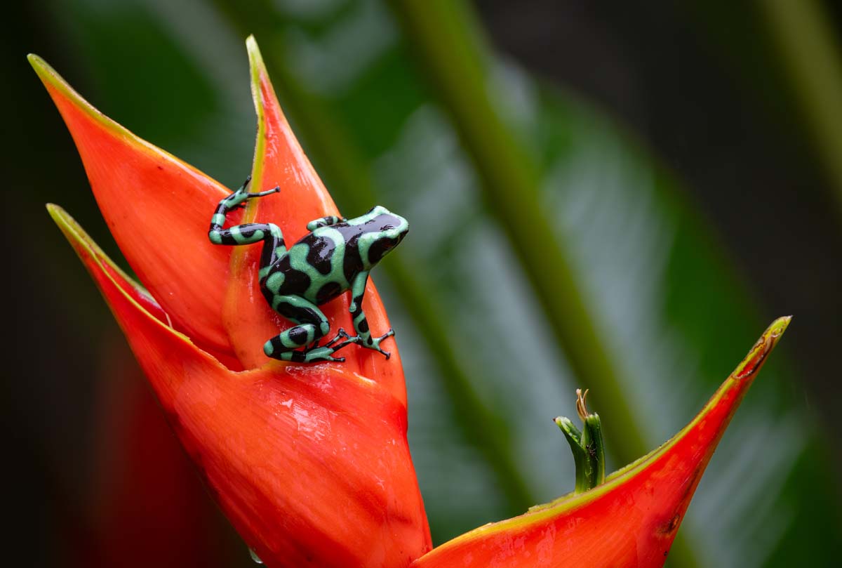 Frog on Flower