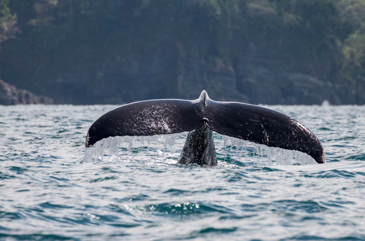 Whale Tail in Manuel Antonio